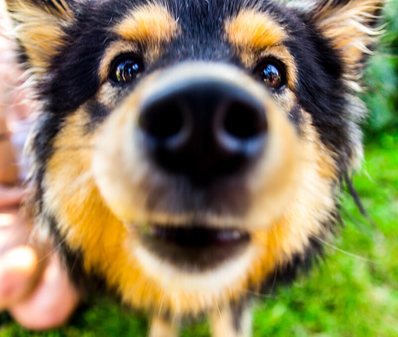 Dog Sniffing Camera