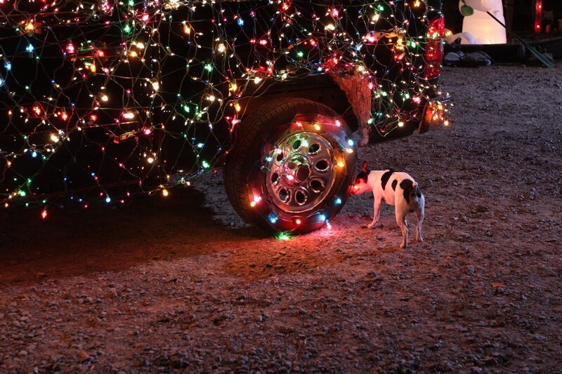 Dog Sniffing Car Wheel