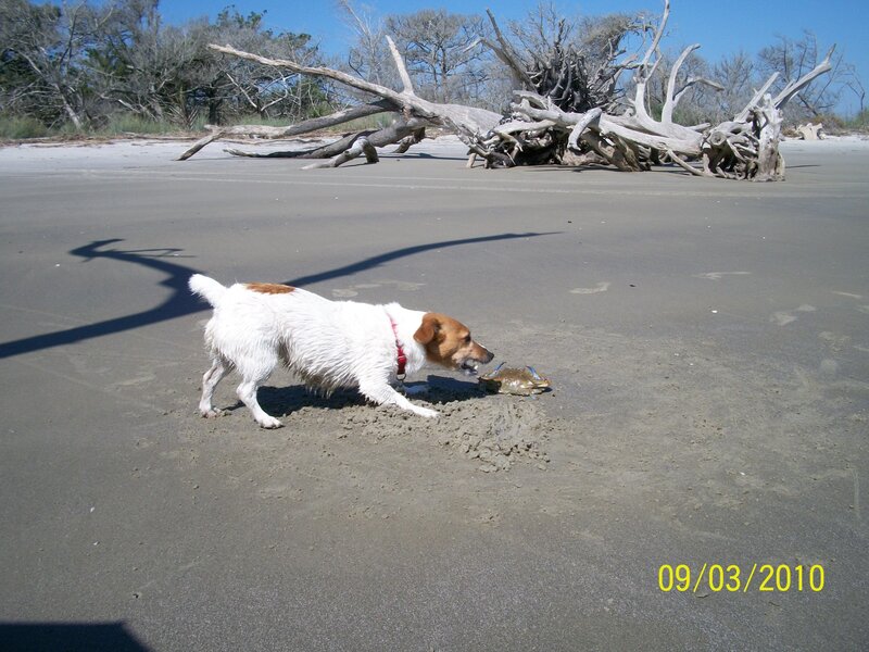 Dog Sniffing Crab