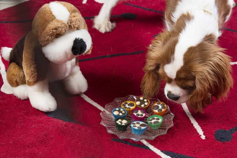 Dog Sniffing Cupcakes