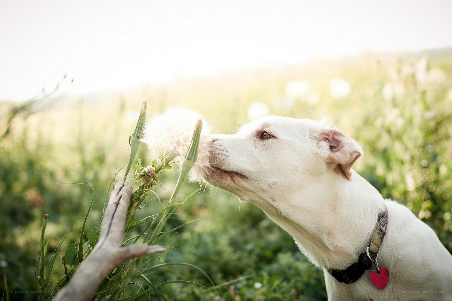 dog sniffing dandelion