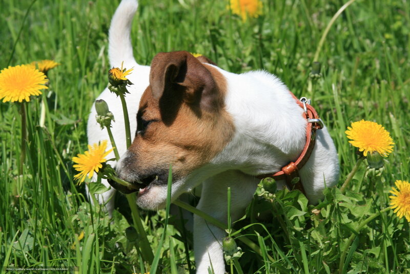 dog sniffing dandelions