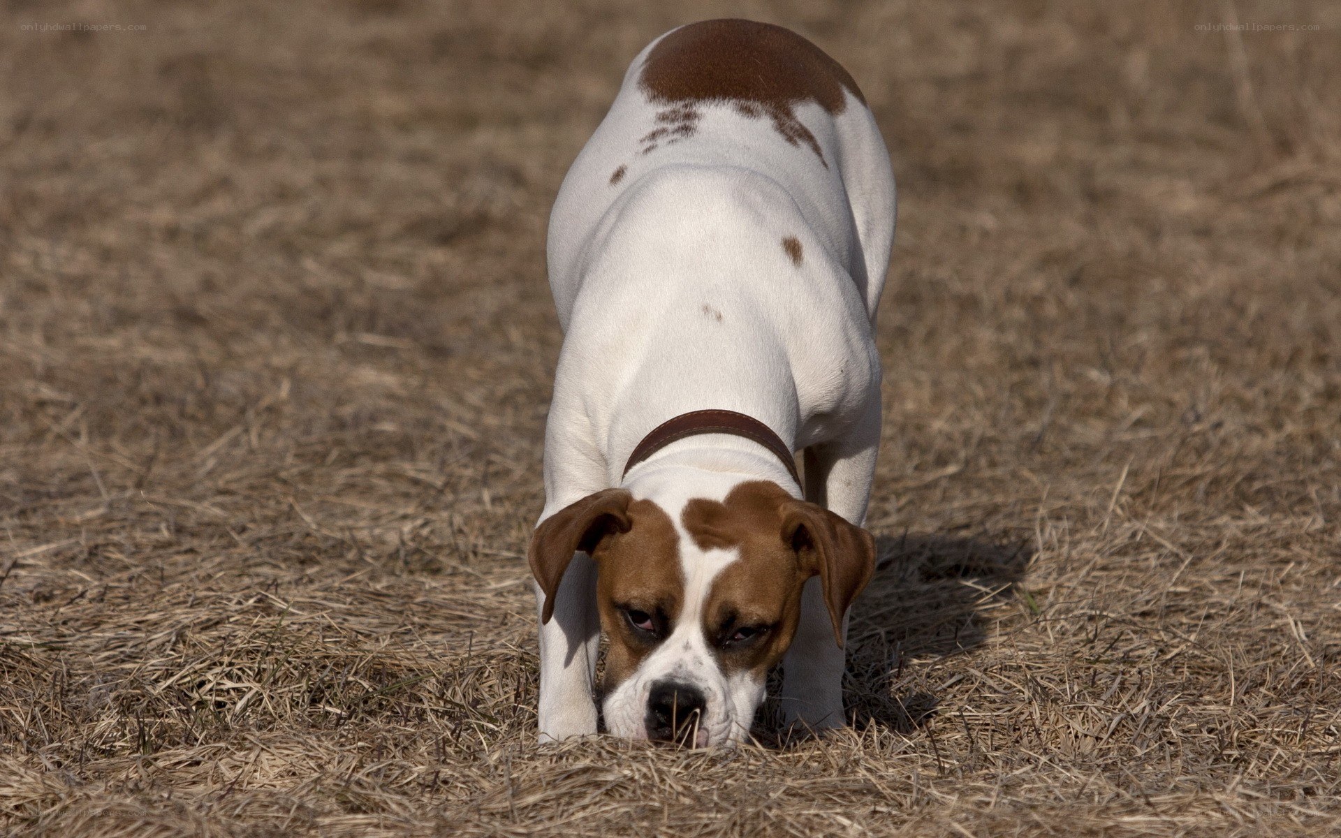dog sniffing dry grass