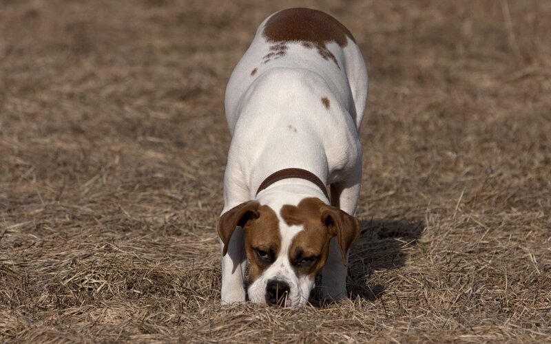 dog sniffing dry grass