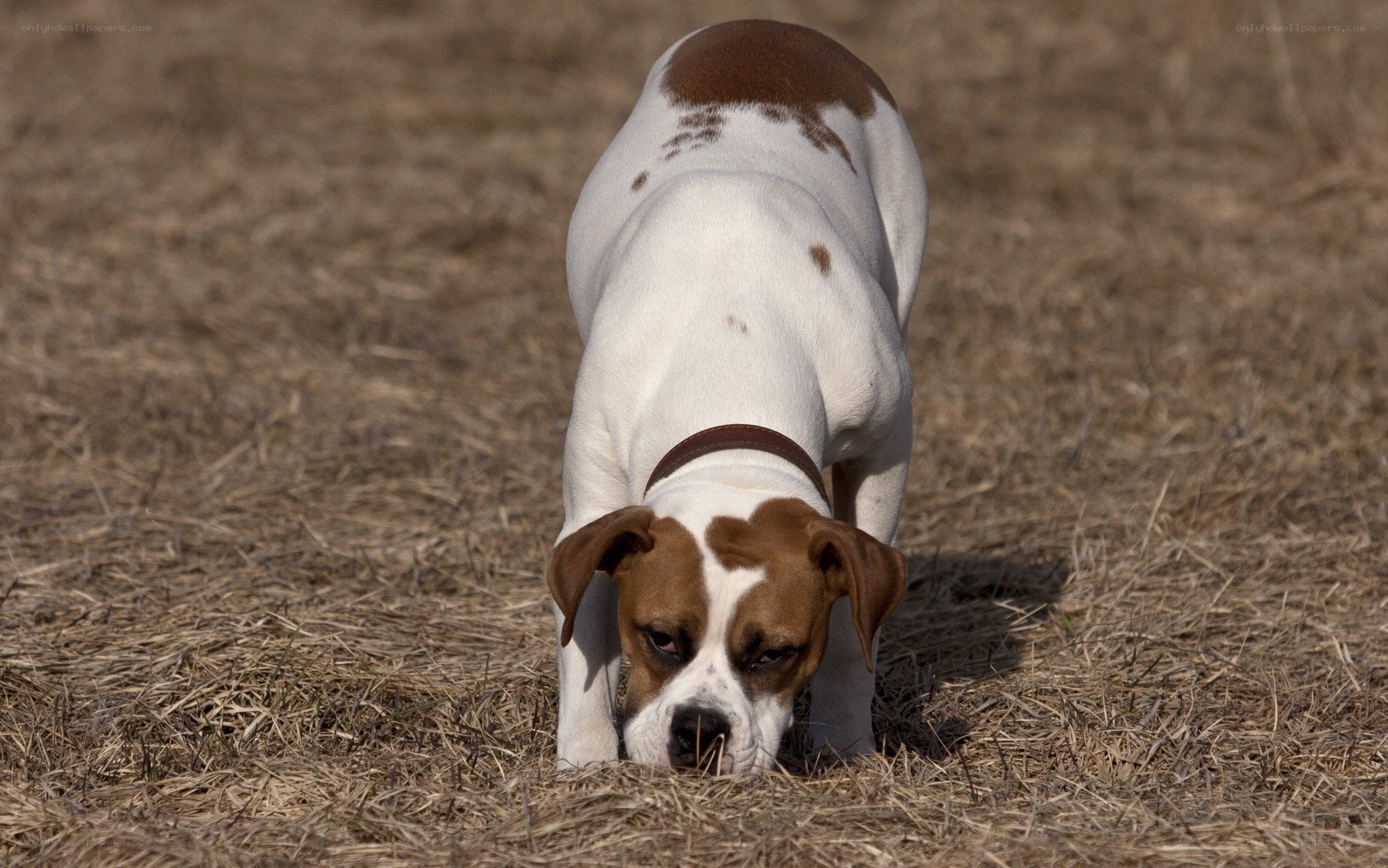 dog sniffing dry grass