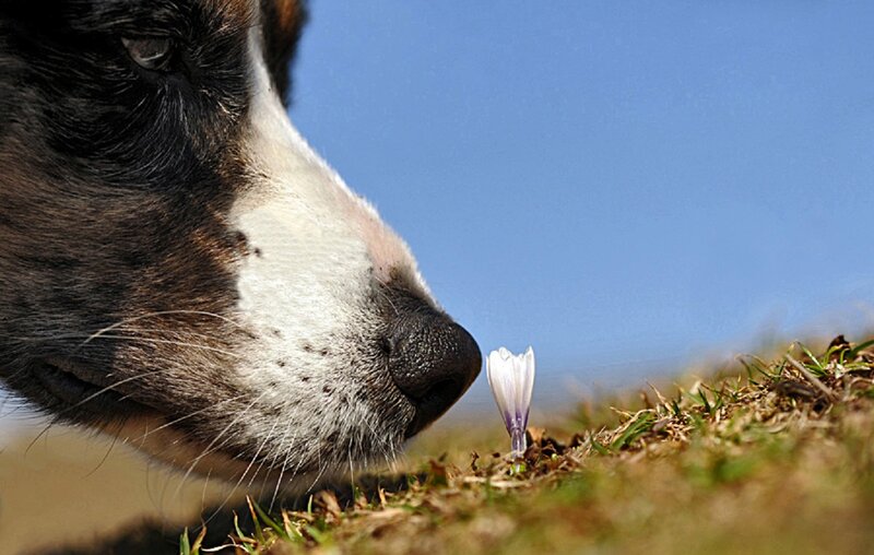 Dog Sniffing Flower — Blue