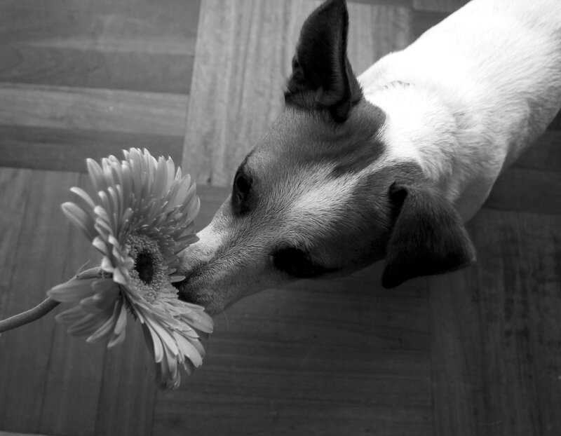 Dog Sniffing Flower