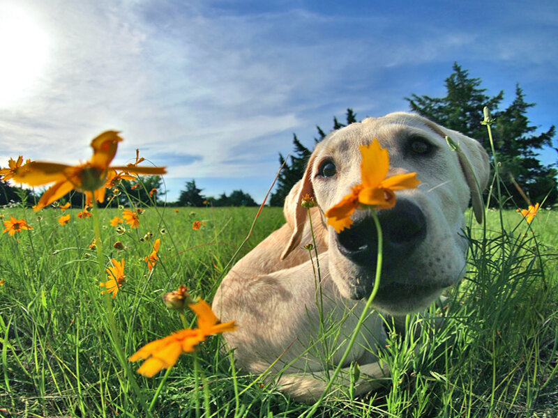 dog sniffing flowers in field