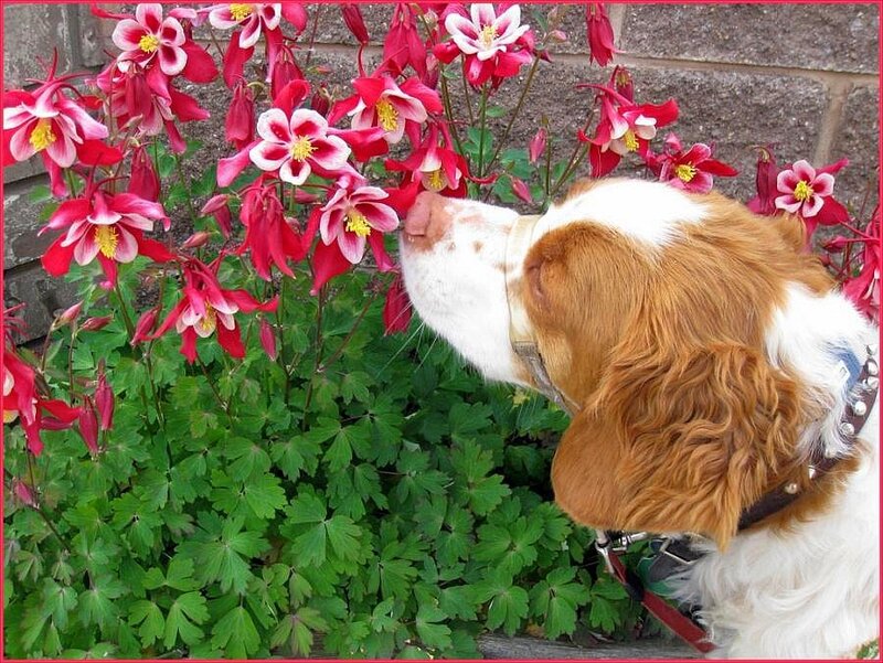 dog sniffing flowers