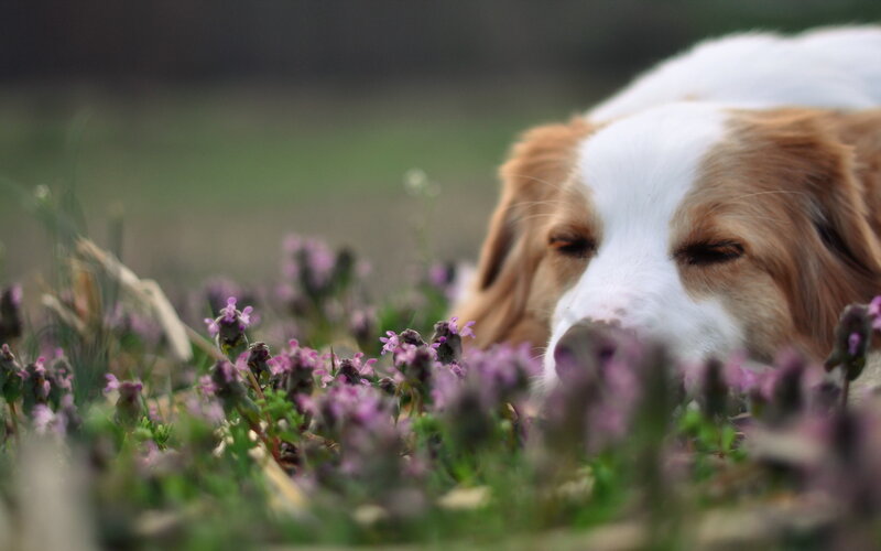 Dog Sniffing Flowers — White