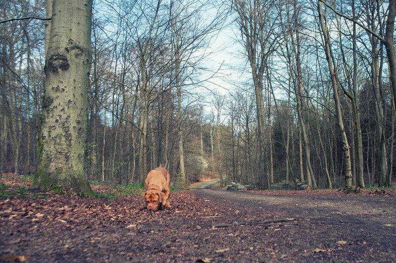 Dog Sniffing Forest Floor