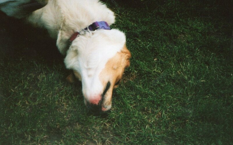 dog sniffing grass