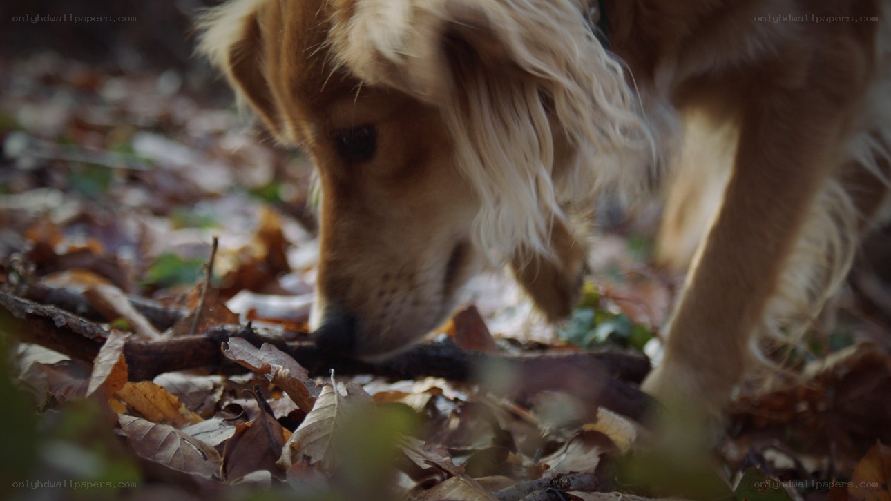 dog sniffing leaves in forest