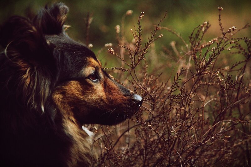 Dog Sniffing Plants
