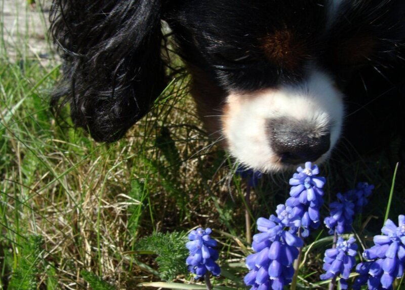 dog sniffing purple flowers