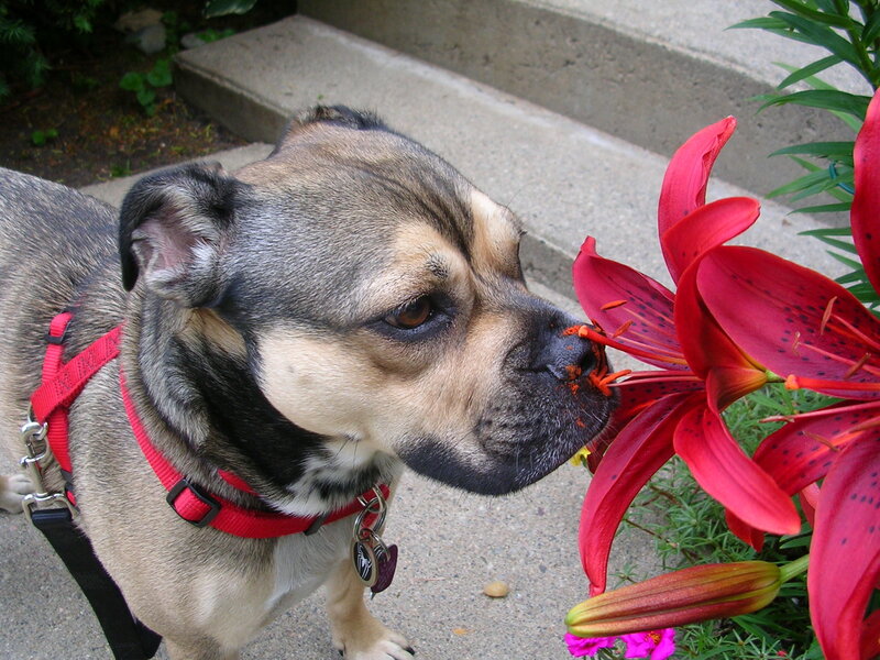 dog sniffing red lily