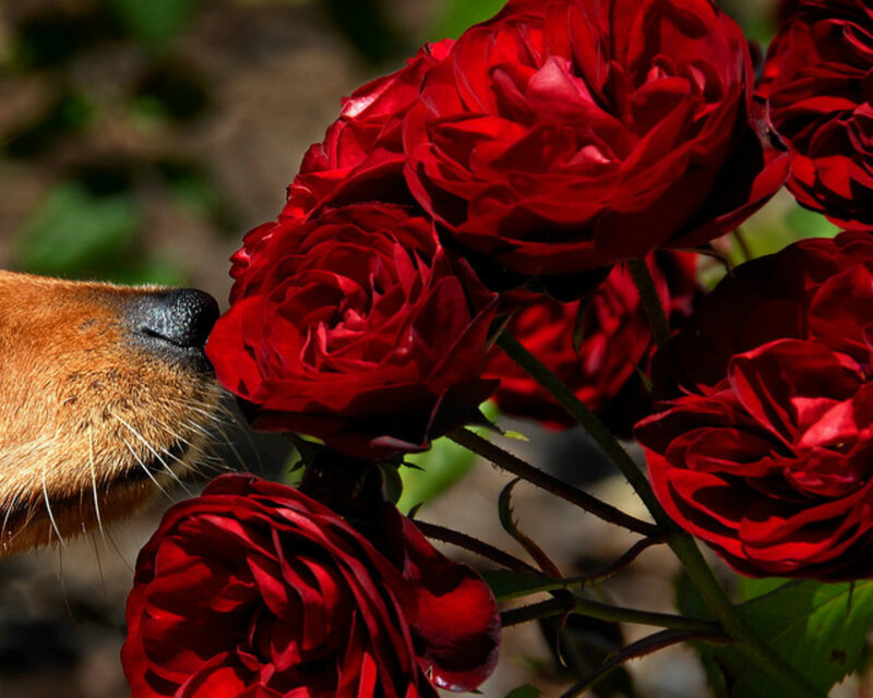 Dog Sniffing Roses — Red