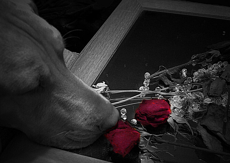 Dog Sniffing Roses