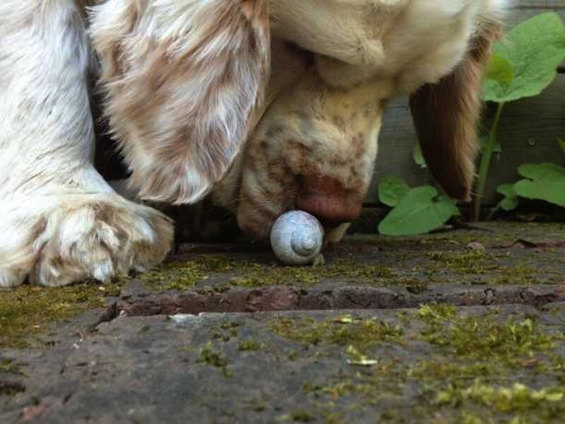 Dog Sniffing Snail