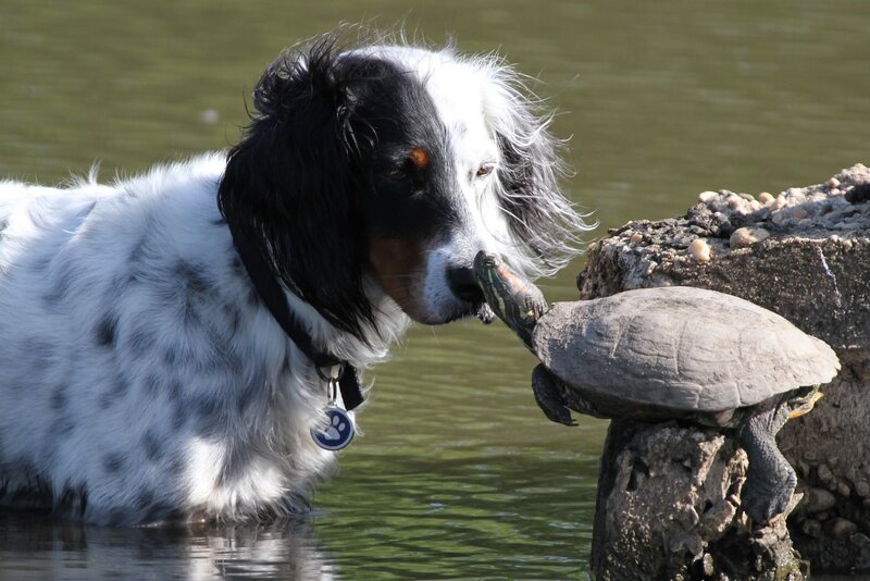 Dog Sniffing Turtle — White, Calm