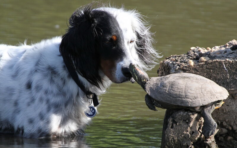 Dog Sniffing Turtle — White