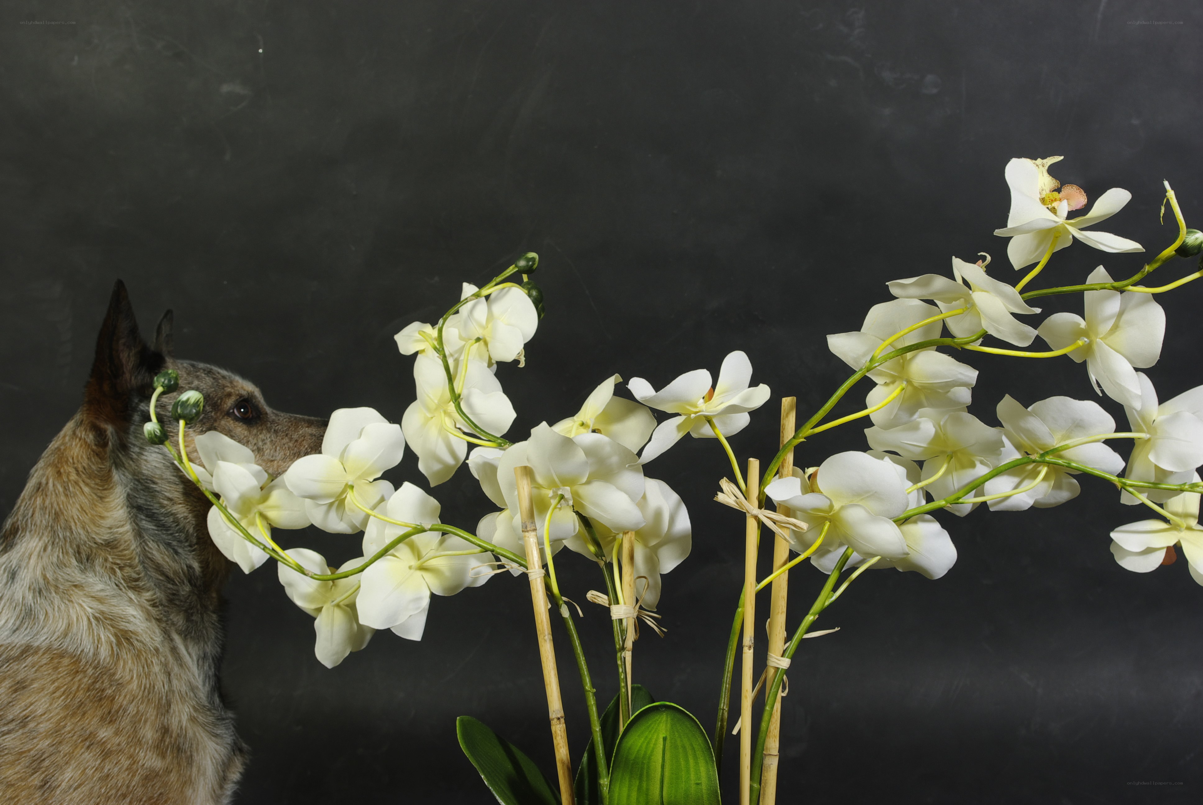 dog sniffing white orchids