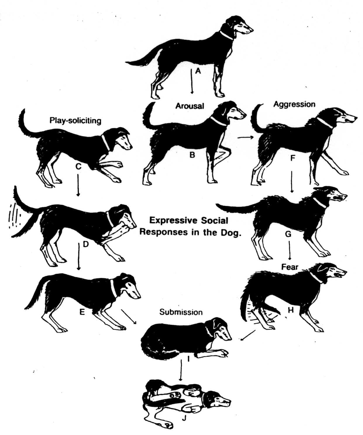 dog social behavior diagram