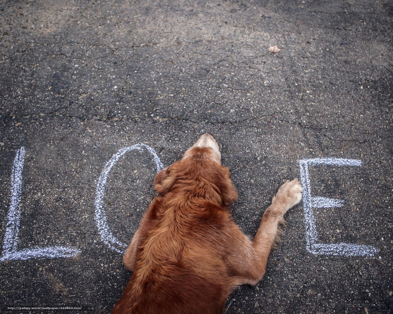 dog spelling love on pavement