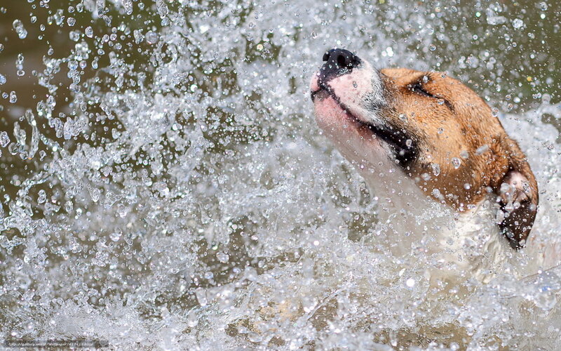 dog splashing in water