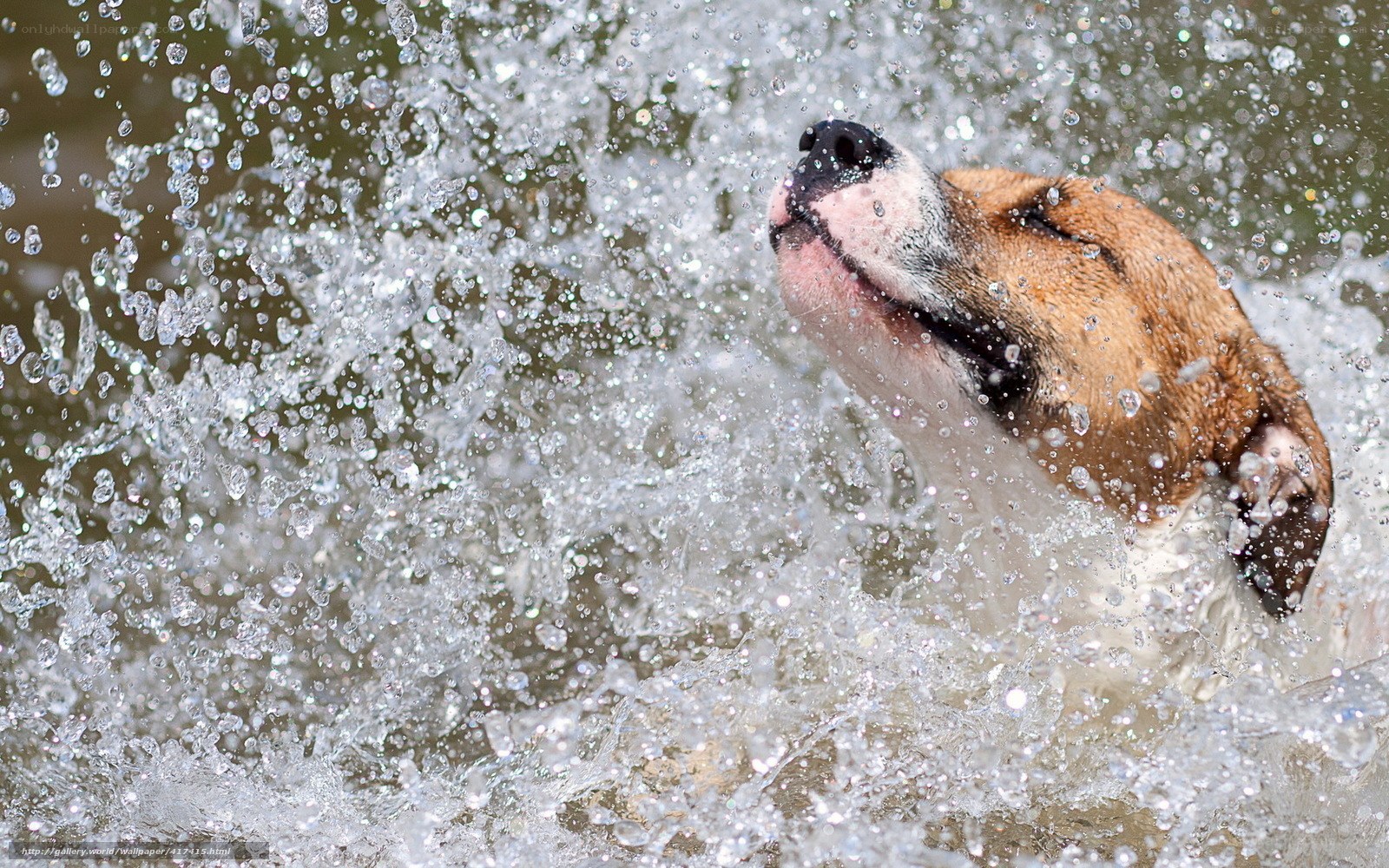 dog splashing in water