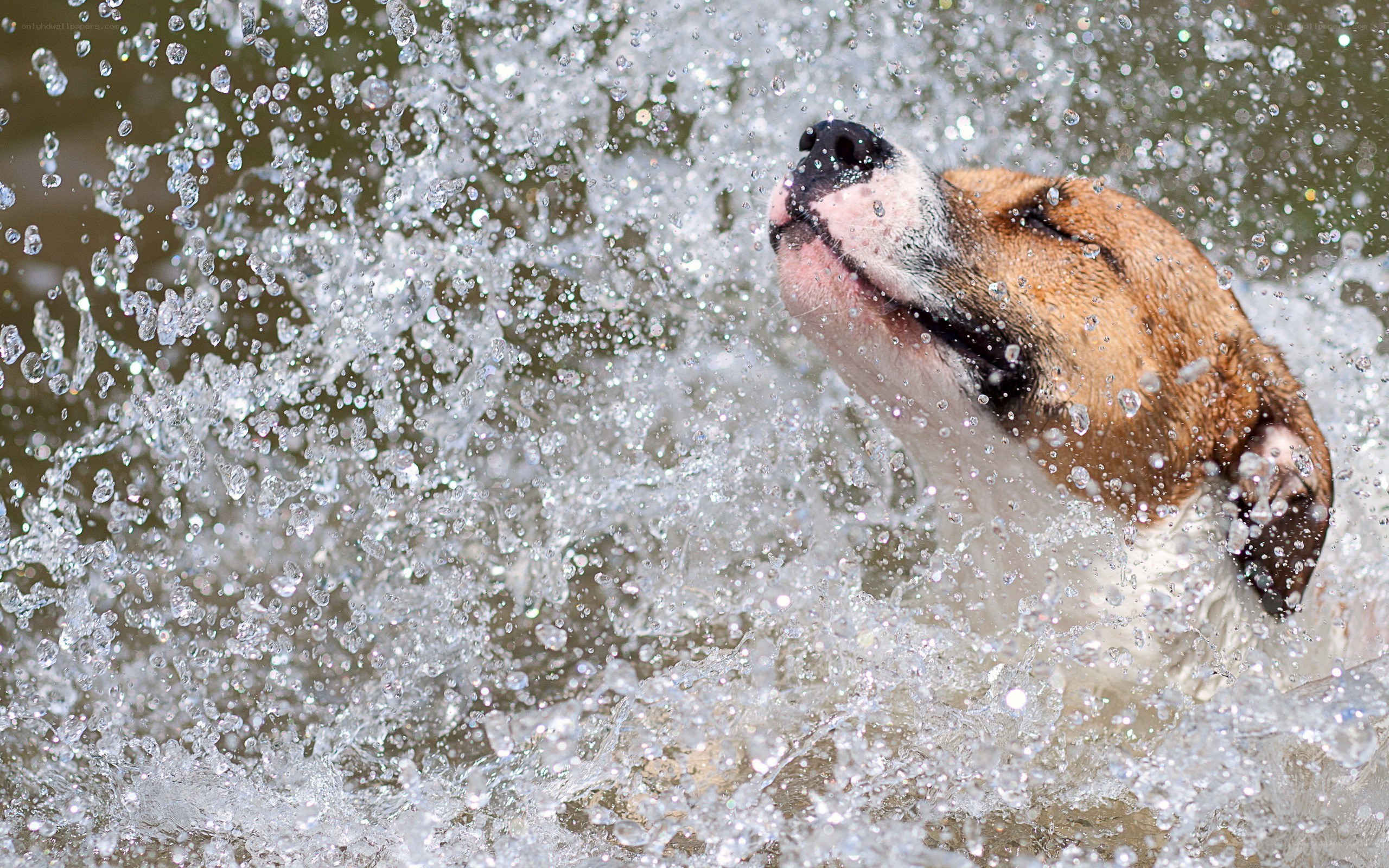 dog splashing in water