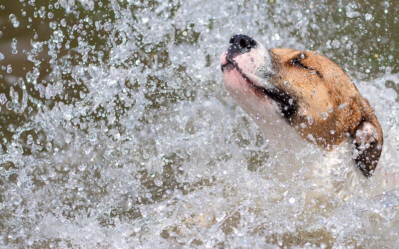 Dog Splashing in Water — Brown