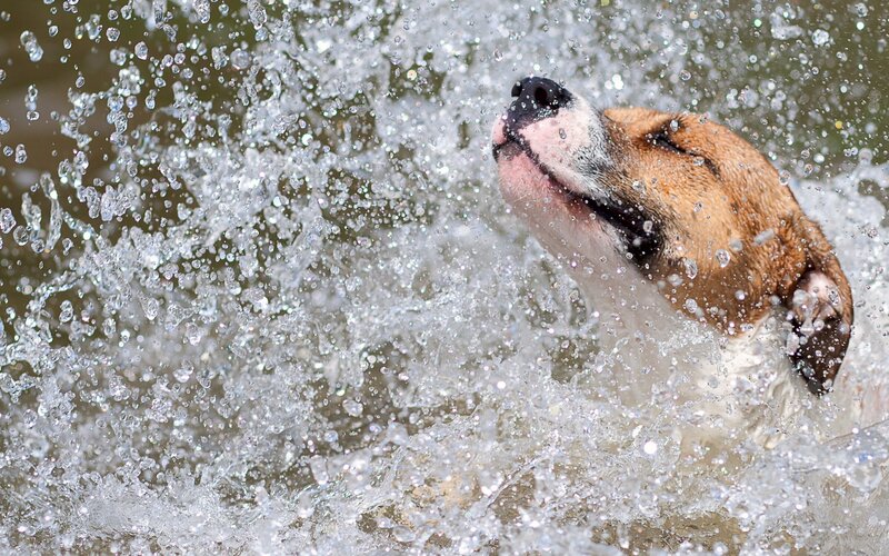 dog splashing in water