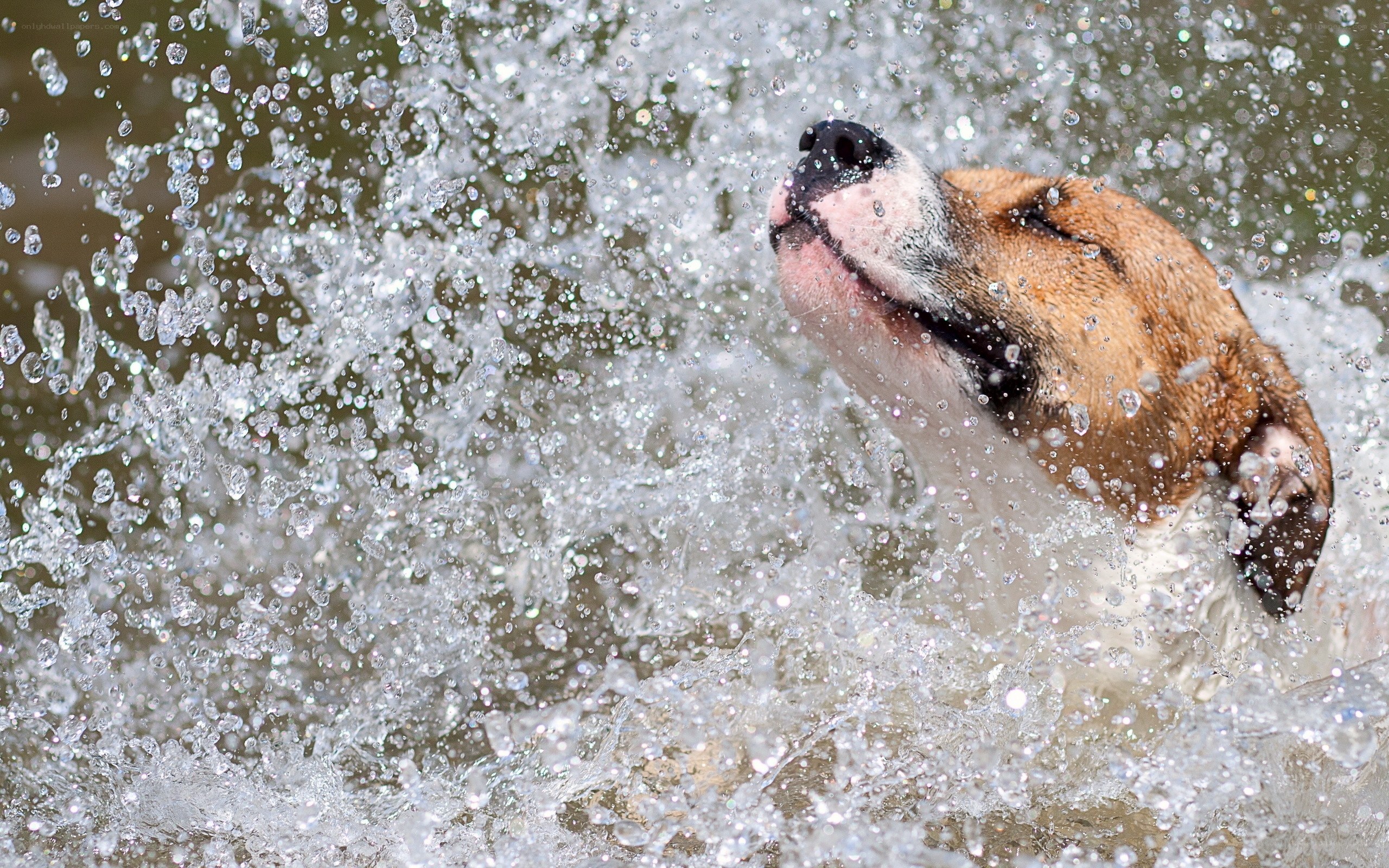 dog splashing in water