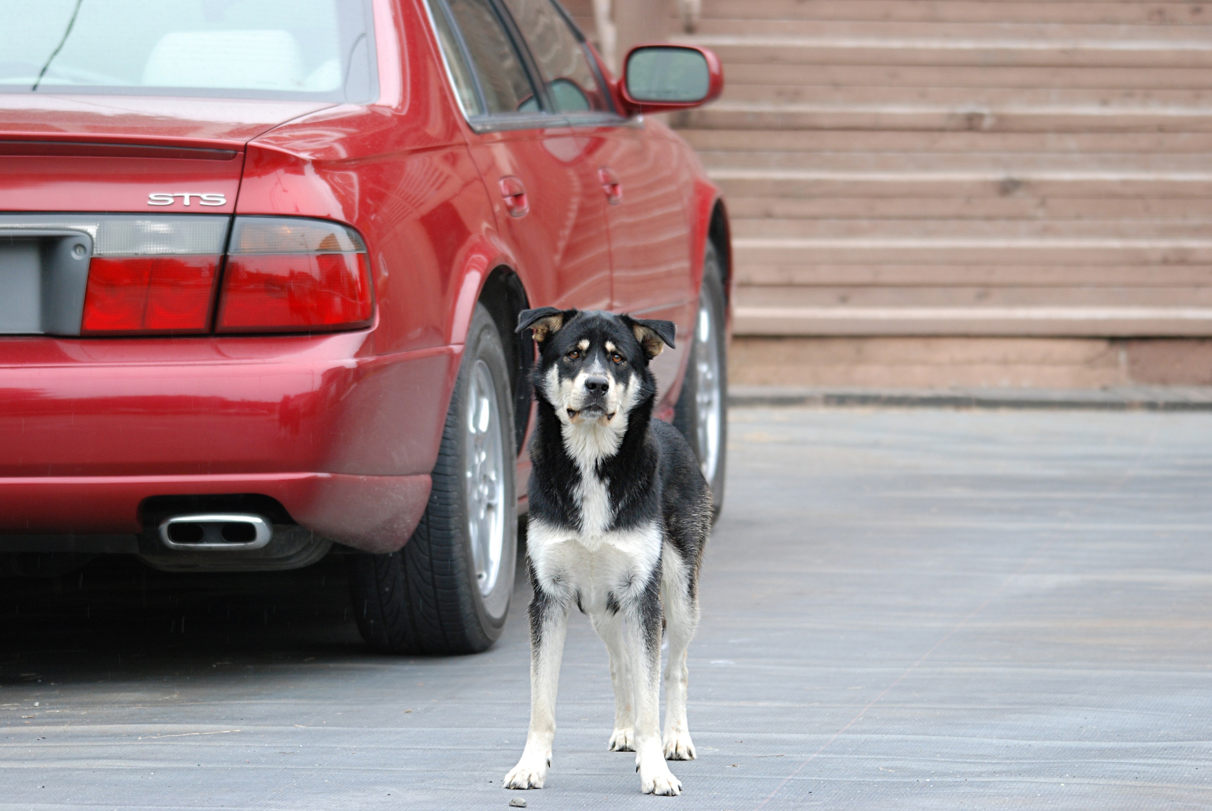 dog standing by red car