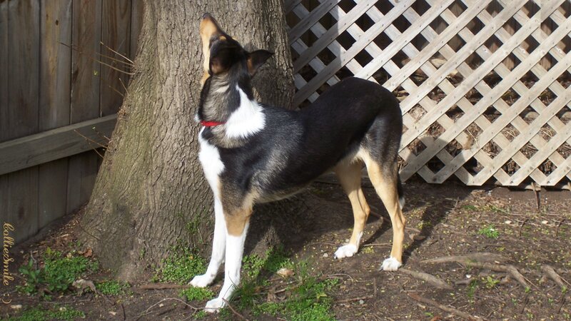 Dog Standing by Tree