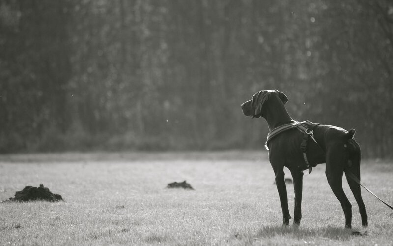 dog standing in a field