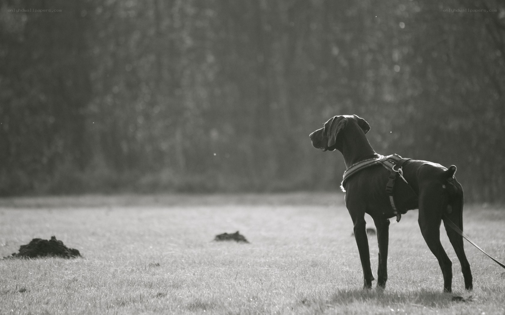 dog standing in a field