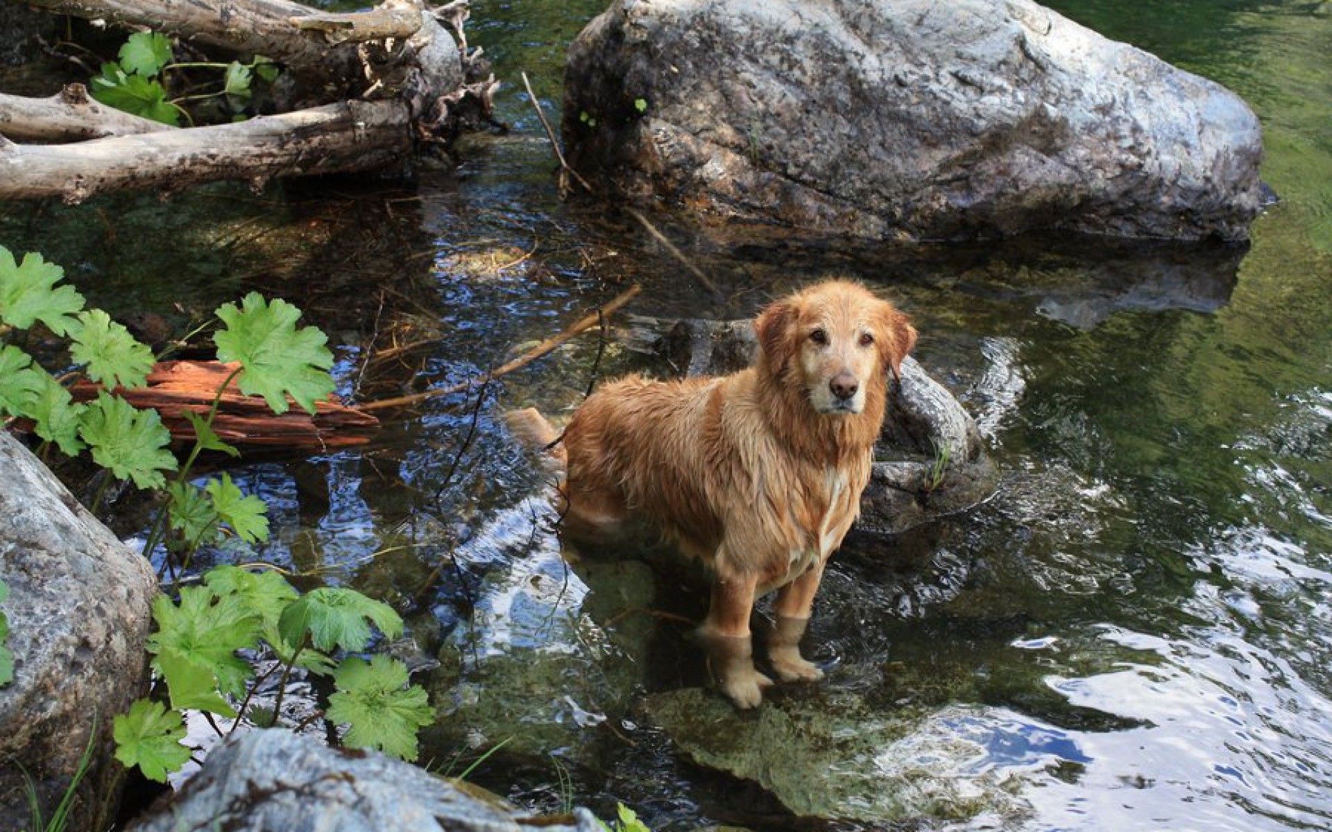 dog standing in a stream