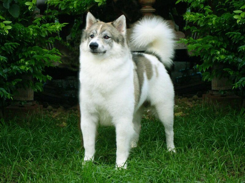 dog standing in grass