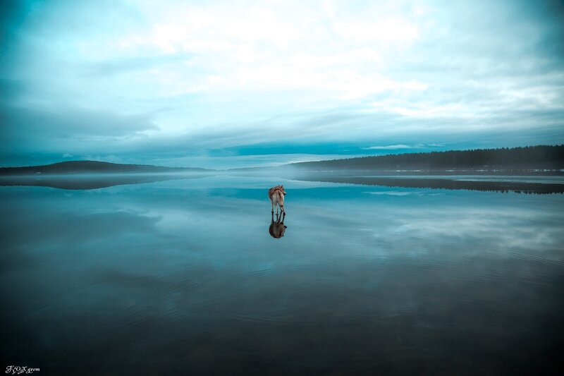 Dog Standing in Lake