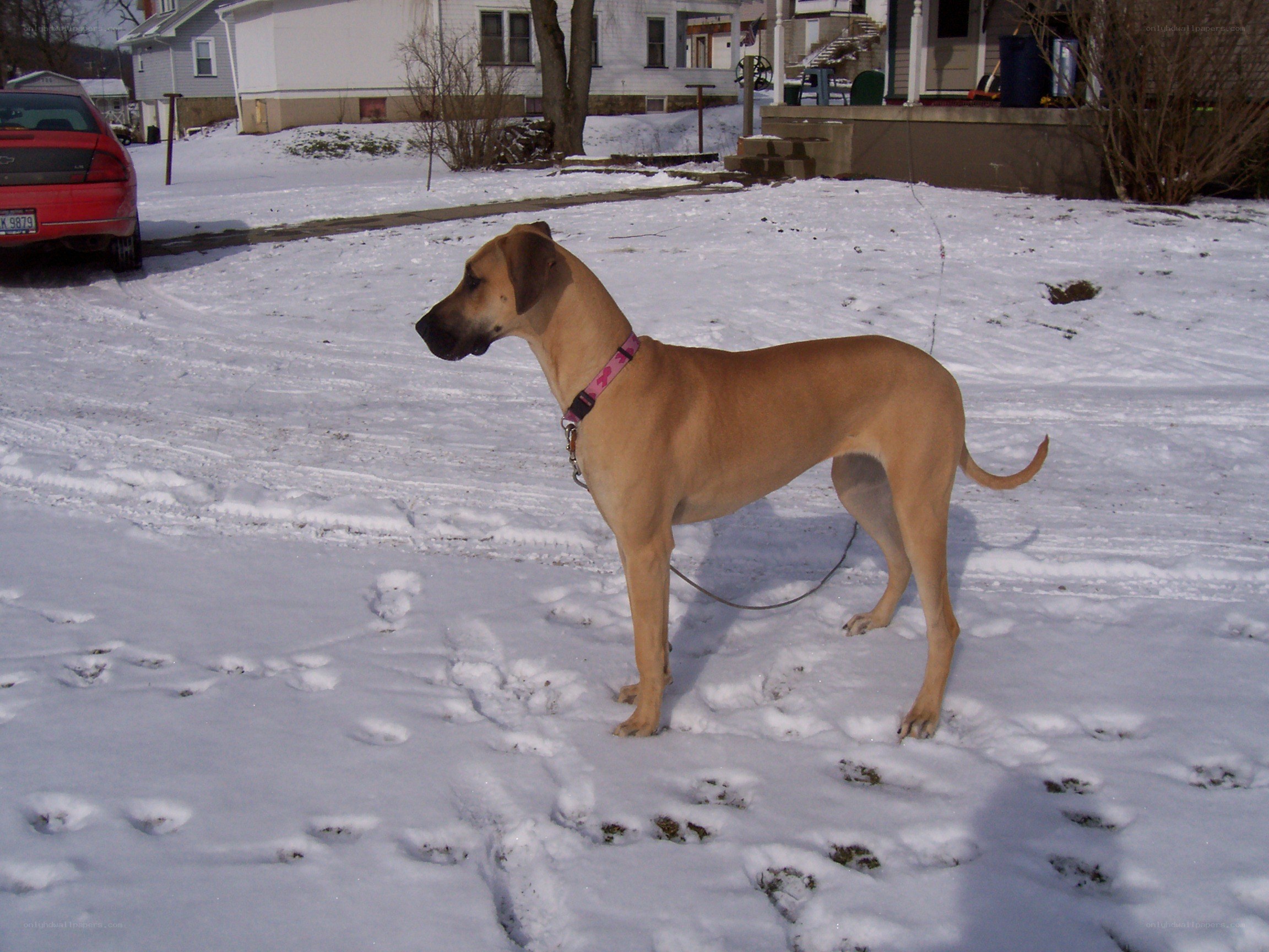 dog standing in snow
