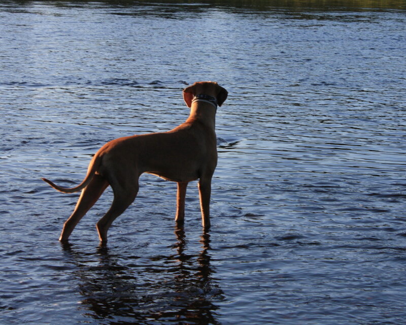 dog standing in water