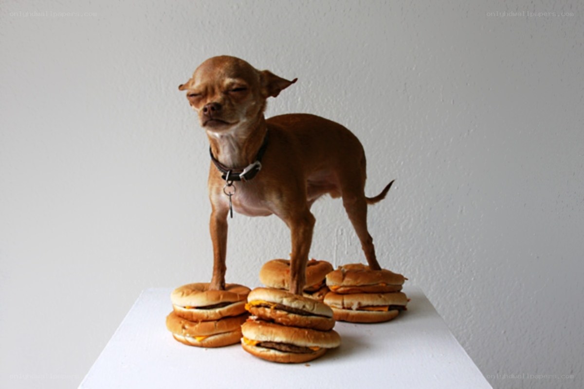 dog standing on burgers