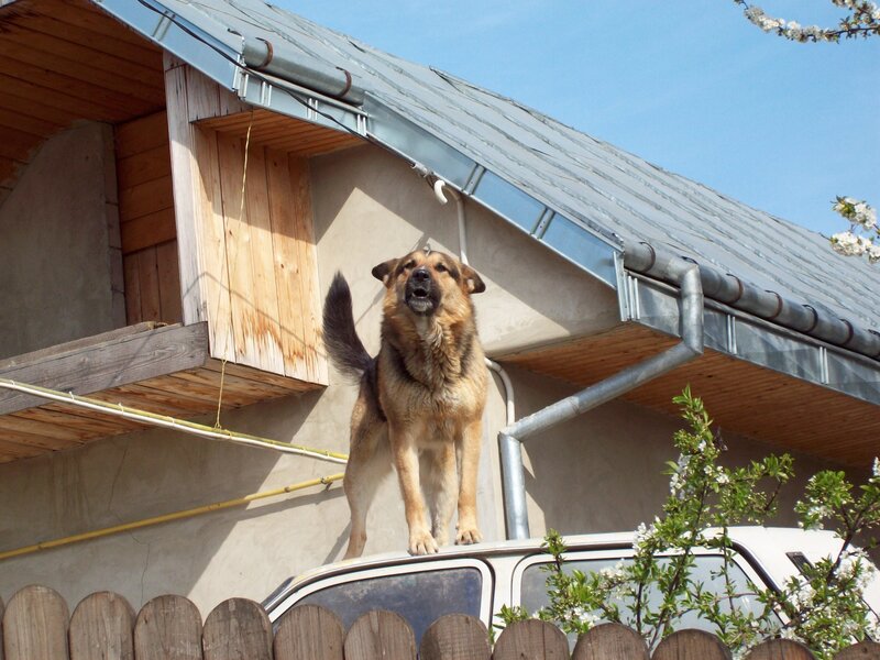 dog standing on car roof