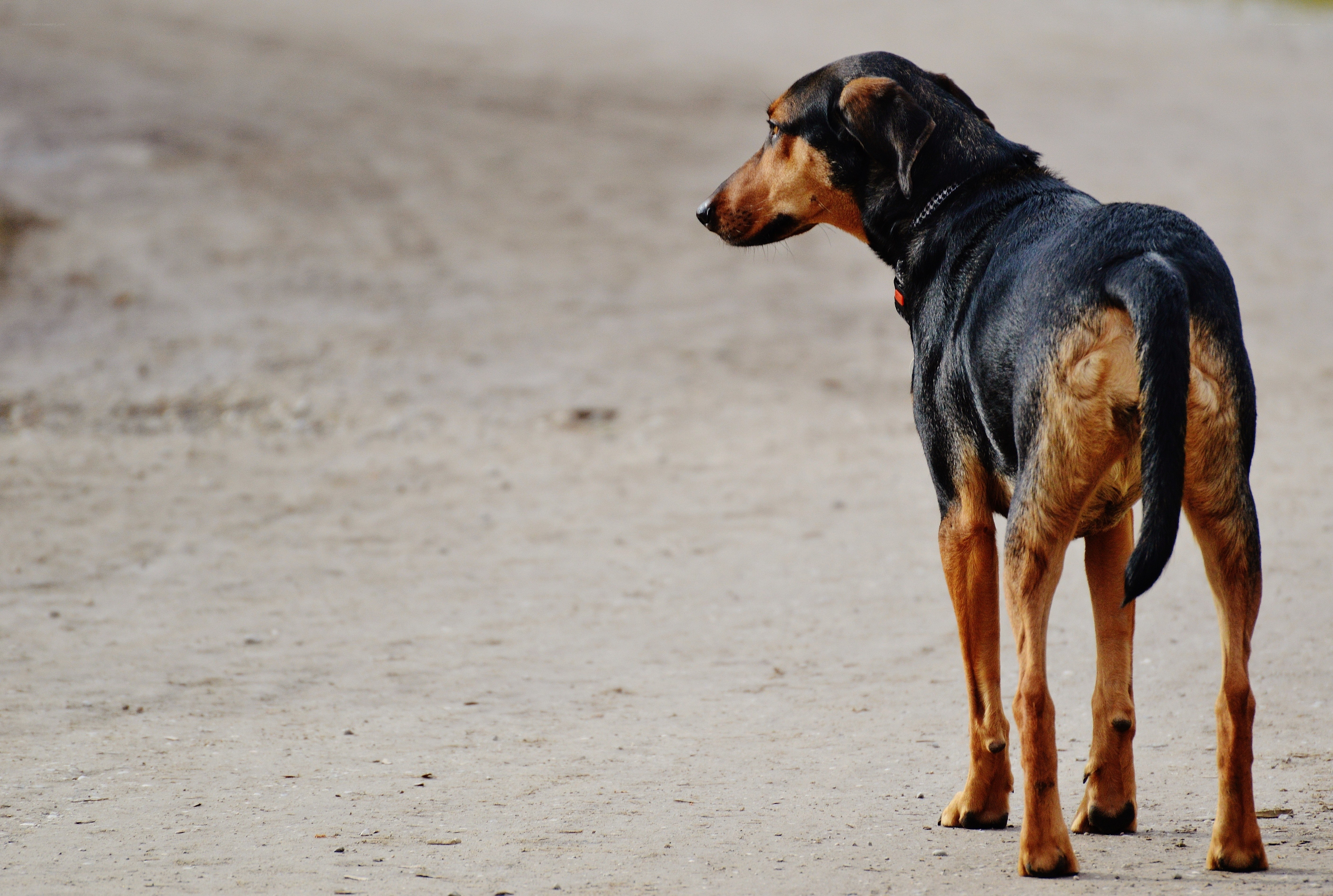dog standing on dirt path