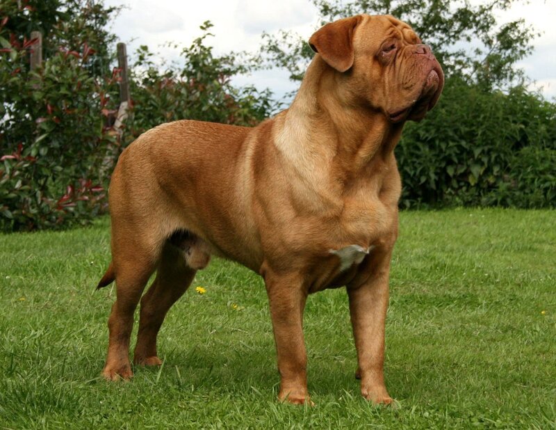Dog Standing on Grass