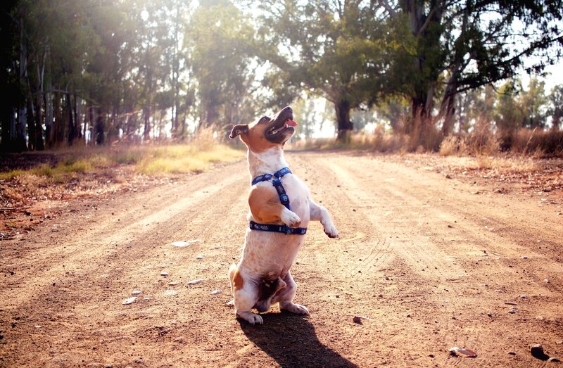 Dog Standing on Hind Legs — Brown, Serene