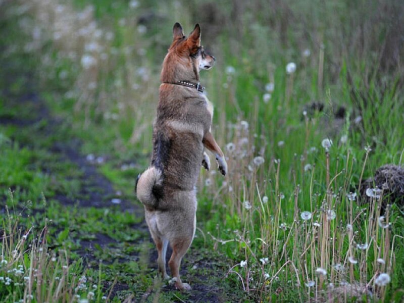 Dog Standing on Hind Legs