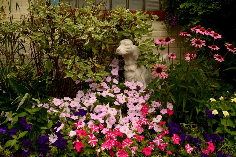 Dog Statue in Garden — Pink